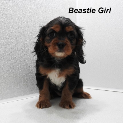 puppy, for, sale, Cockilear, Joe & Cherri  Overlease, dog, breeder, Miller, MO, dog-breeder, puppy-for-sale, forsale, nearby, find, puppyfind, locator, puppylocator, aca